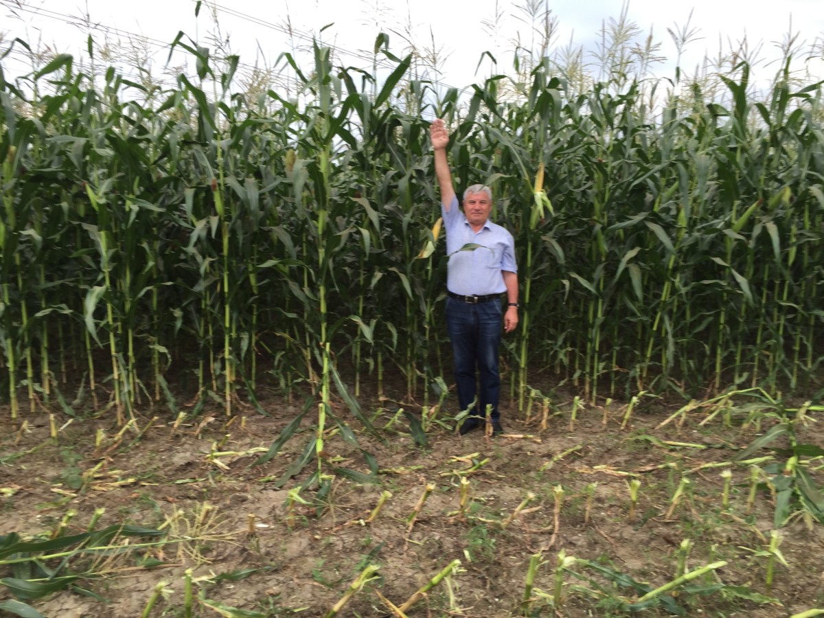 Уборка силосной кукурузы в Концерн РИАЛ-Агро, Кабардино-Балкария - ССЦ ...