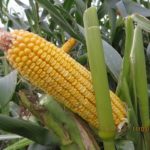 Кукуруза семенная