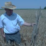 Возделывание озимой пшеницы по нулевой технологии