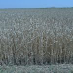 Возделывание озимой пшеницы по нулевой технологии