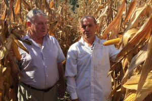Осмотр посевов гибрида кукурузы Стелла СВ в ООО Черек Агропром, Кабардино-Балкария