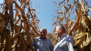 Осмотр посевов гибрида кукурузы Стелла СВ в ООО Черек Агропром, Кабардино-Балкария