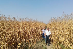 Осмотр посевов гибрида кукурузы Стелла СВ в с. Кахун, Кабардино-Балкария