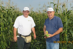 Урожайность гибрида кукурузы «Родник 180 СВ» в Татарстане