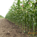 Технология производства гибридных семян кукурузы