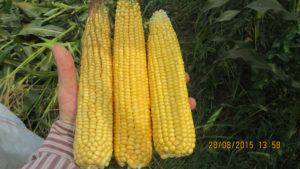 Урожайность гибрида кукурузы «Родник 180 СВ» в Татарстане