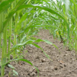 Технология производства гибридных семян кукурузы