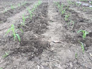 Высадка кукурузы рассадой