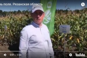 Высокоурожайный отечественный гибрид кукурузы “Агата СВ”. ФАО 160.