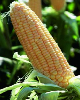 Ранняя Лакомка 121
